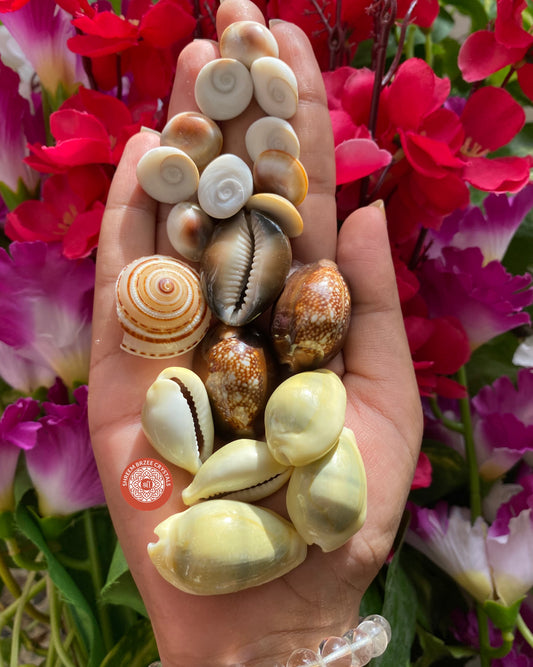 Gomti chakra wealth kit