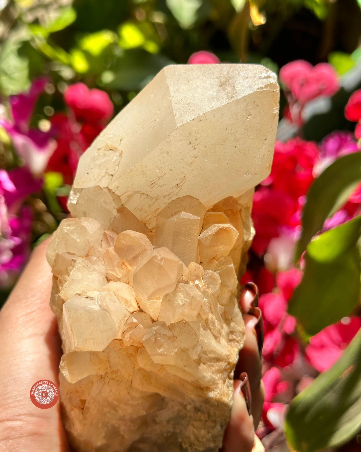 Himalayan Quartz Cluster
