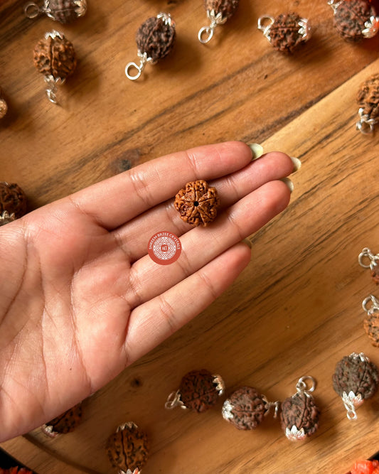 6 Mukhi Rudraksh Single Bead