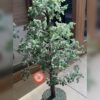 green-aventurine-tree